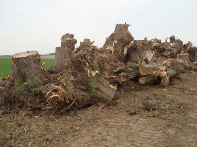 stumps to be ground